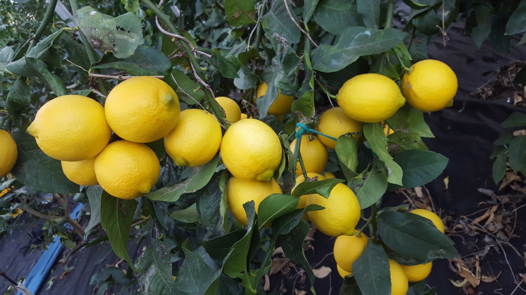 레몬 9kg - 무농약인증 레몬
