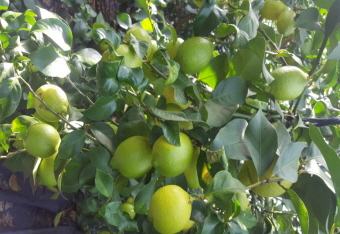 그린레몬 9kg - 무농약인증 레몬